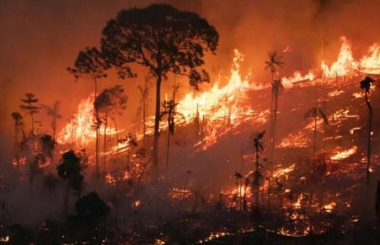 Queimadas na Vegetação – Um Ciclo de Destruição com Impactos Globais