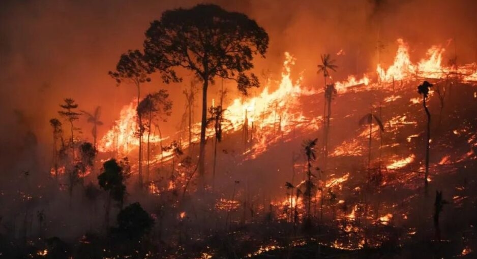 Queimadas na Vegetação – Um Ciclo de Destruição com Impactos Globais