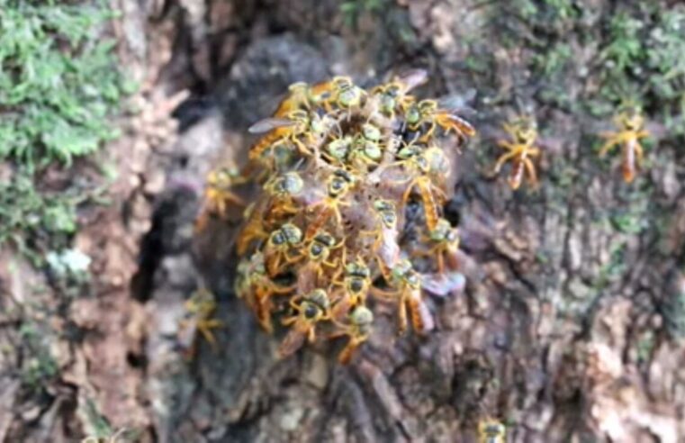 Aprenda a plantar caju em casa