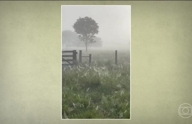 produtor encontra pasto completamente coberto com teias de aranha; veja vídeo