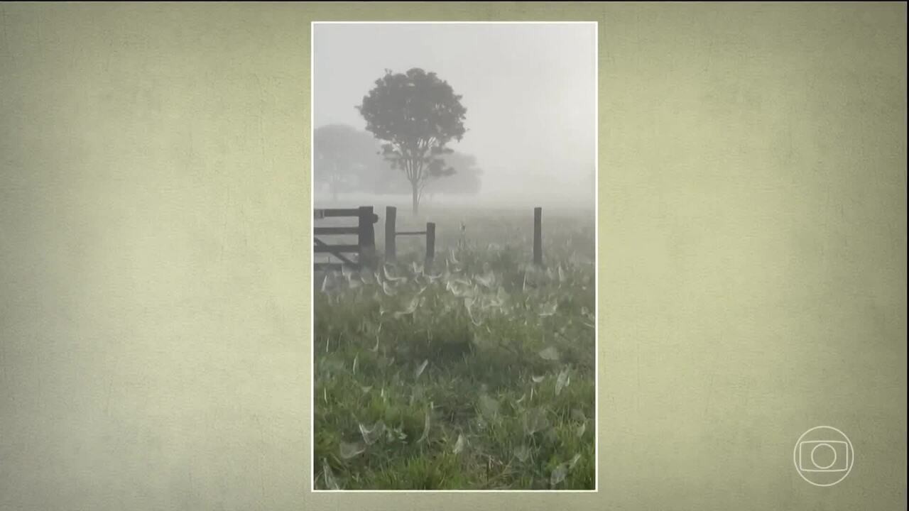 produtor encontra pasto completamente coberto com teias de aranha; veja vídeo