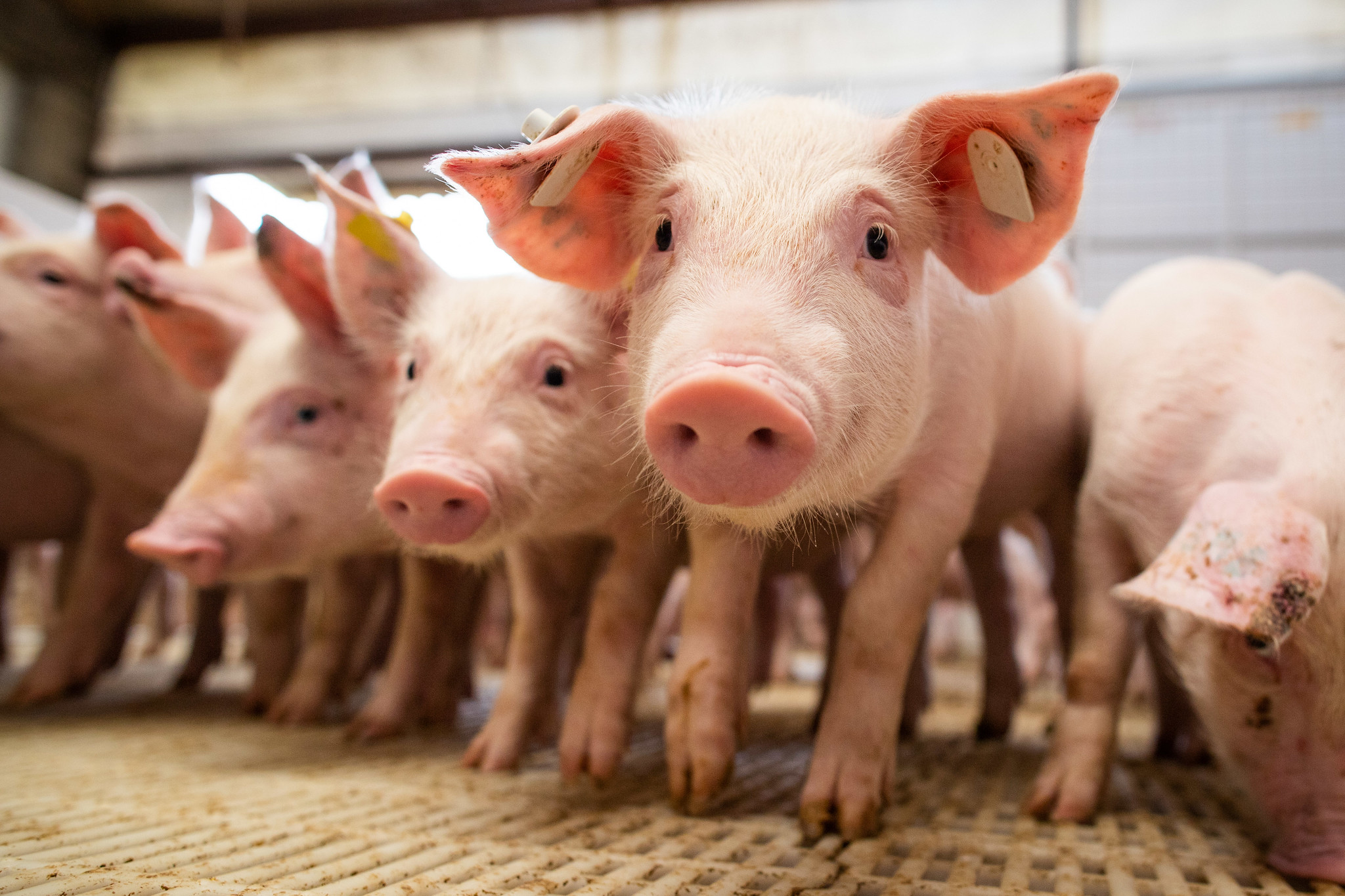 Suinocultura: bem-estar animal Impulsiona produtividade