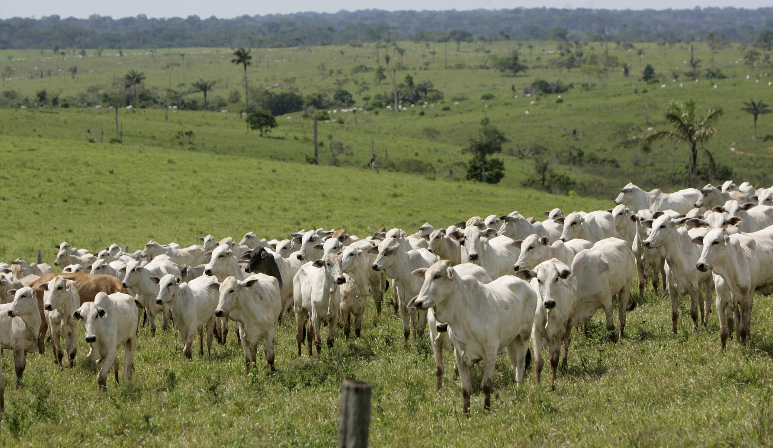 Brasil tem 12% mais bovinos do que gente e 305 ovos por habitante: veja números agro