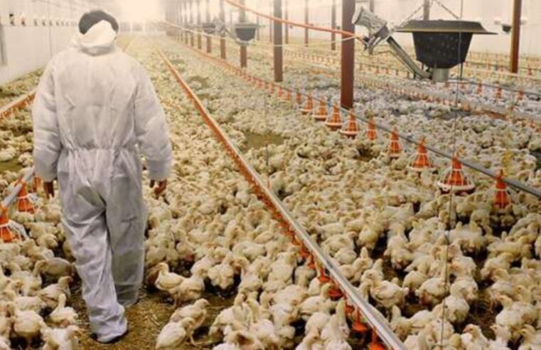 Número de focos de gripe aviária nos EUA em novembro é quase 4 vezes maior do que no ano passado