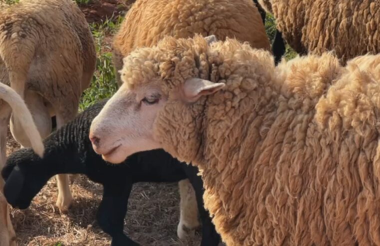 Criação integrada de ovelhas tem algumas vantagens