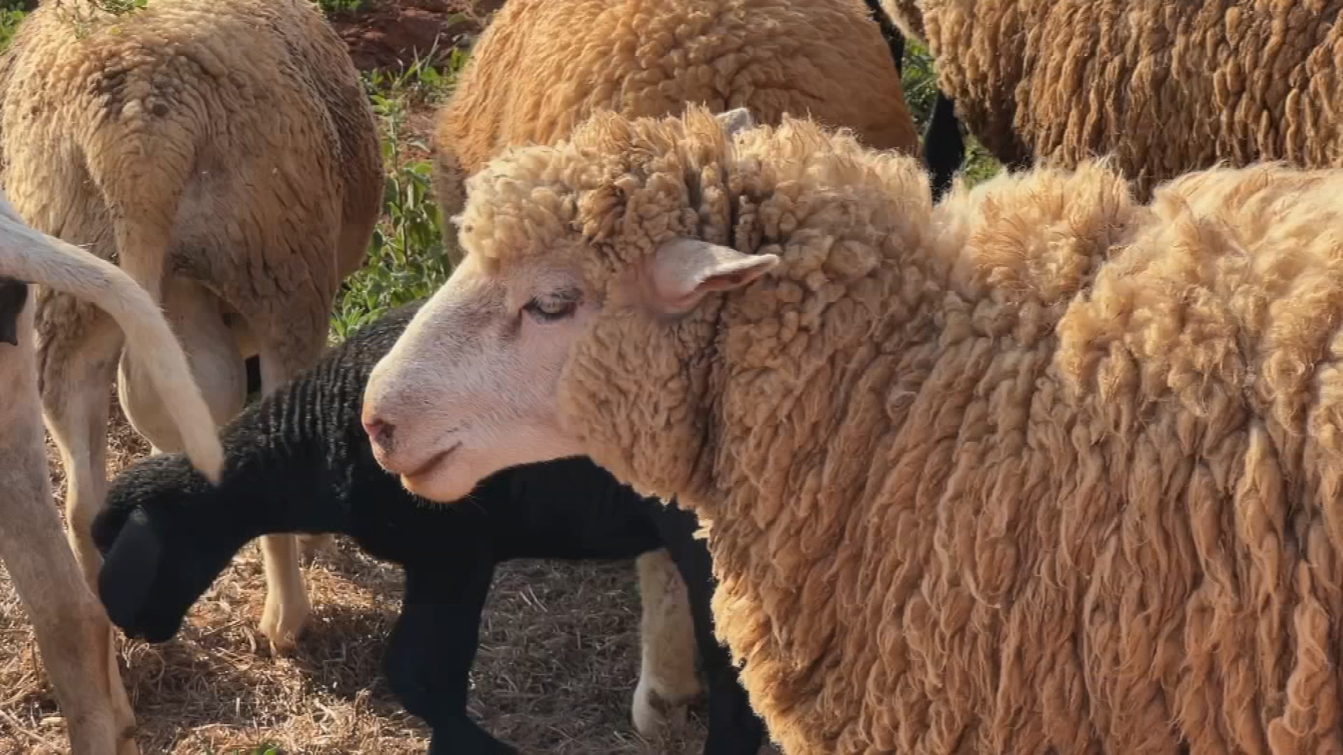 Criação integrada de ovelhas tem algumas vantagens