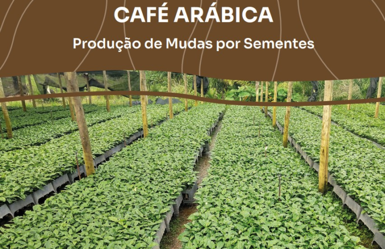 Veja dicas para produzir café arábica