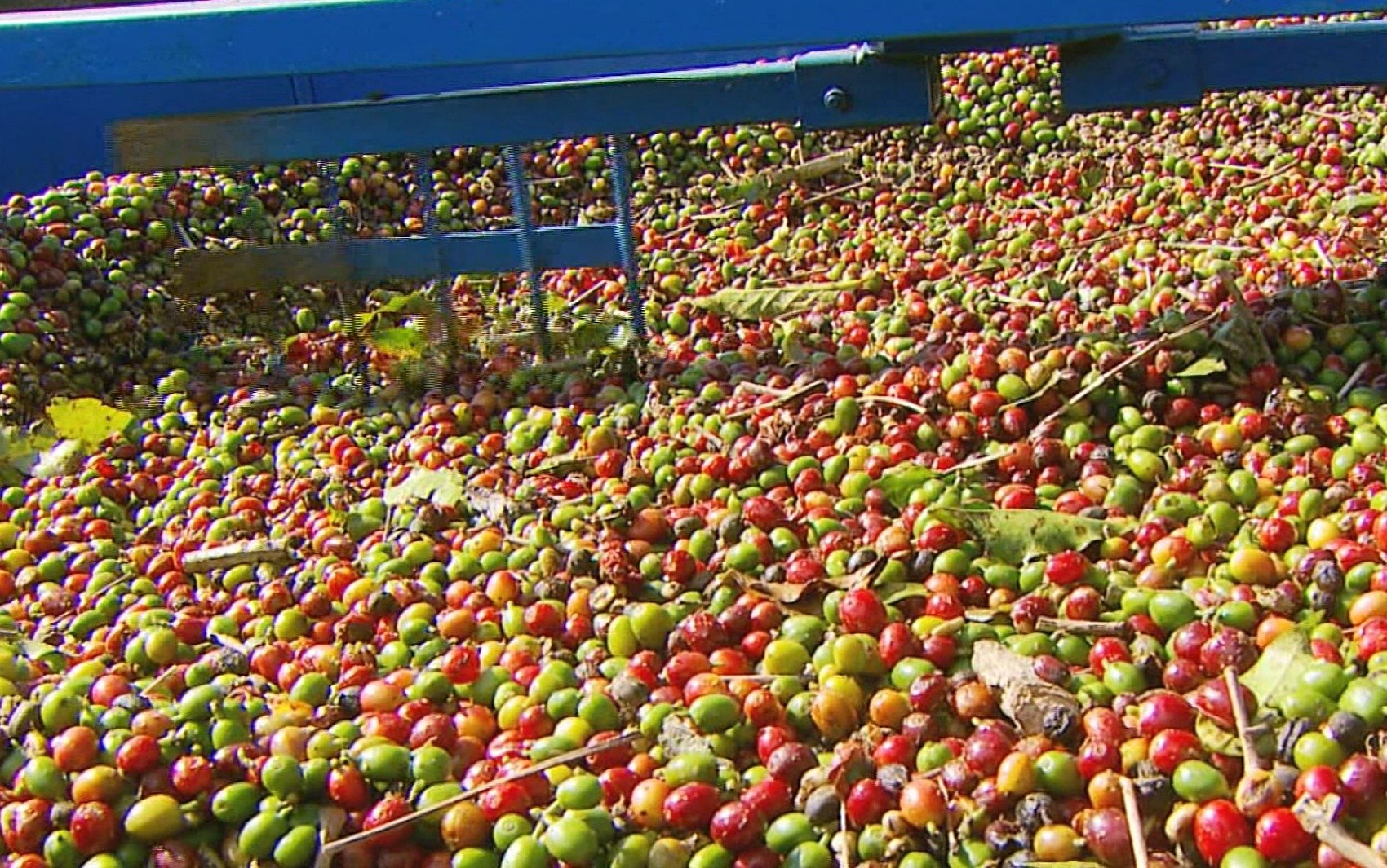 Café: preço da saca sobe, poder de compra do produtor de SP dobra sobre média histórica e facilita adubação para safra