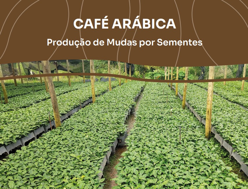 Veja dicas para produzir café arábica
