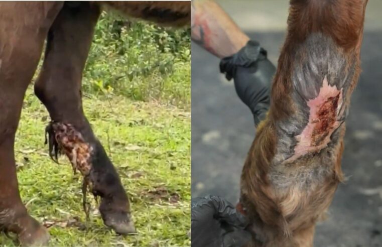 Cavalo encontrado com perna em carne viva tem remissão de câncer após uso de maconha; entenda