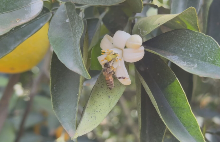 Início da primavera marca início da safra de mel