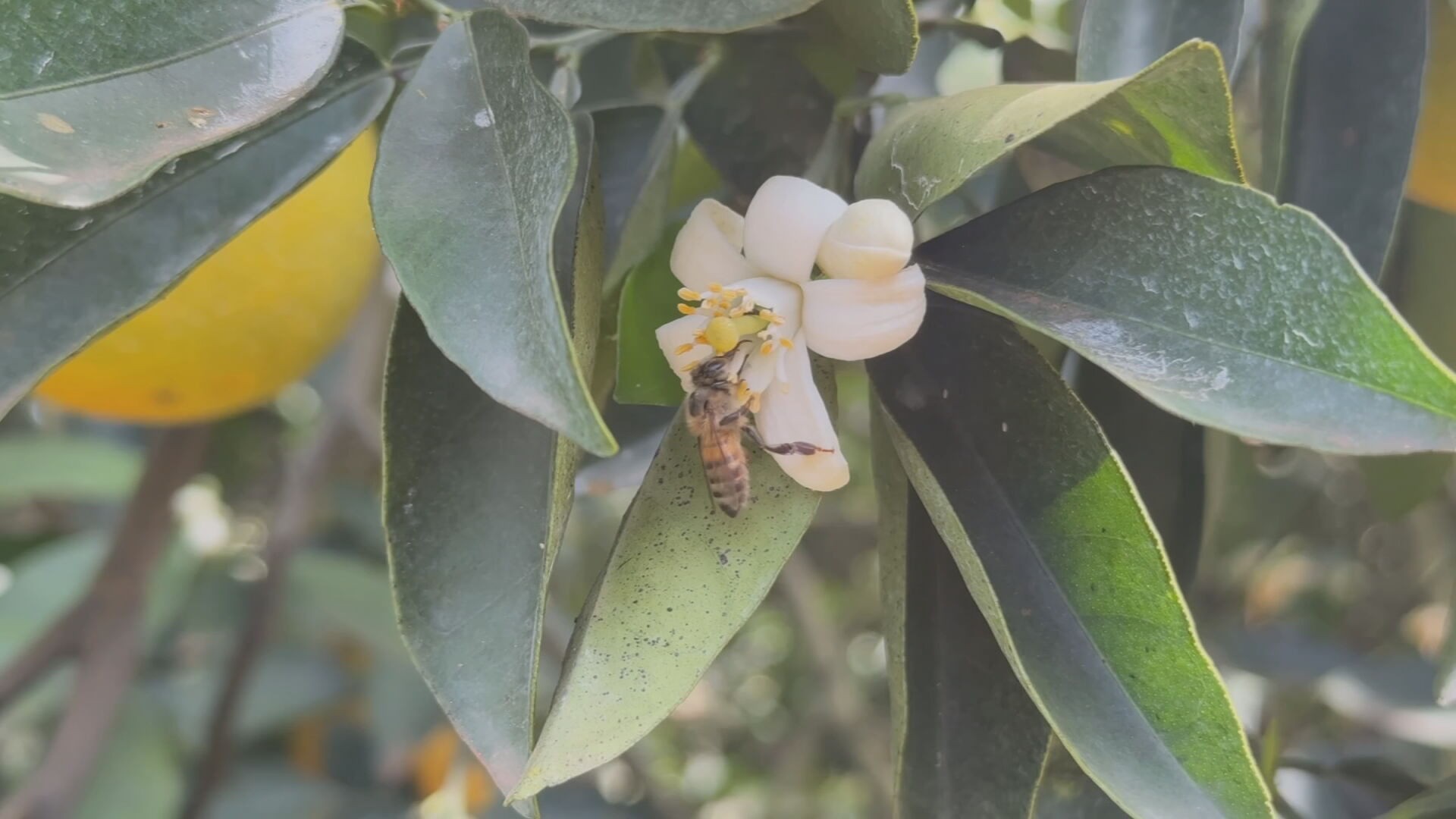 Início da primavera marca início da safra de mel
