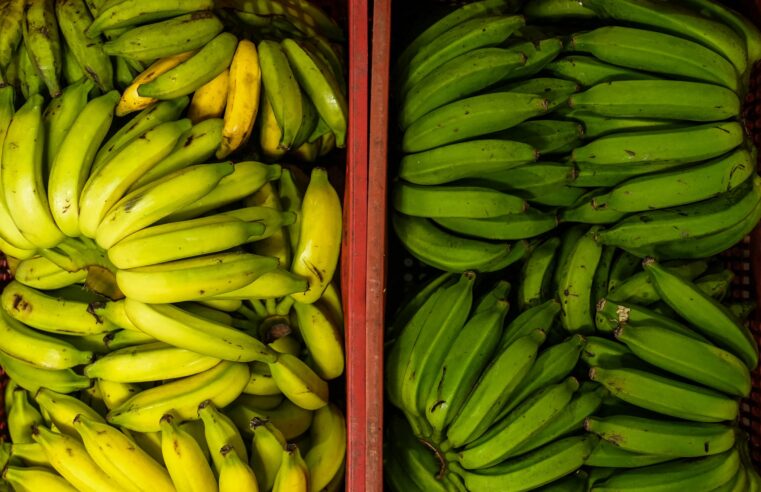 Do soteco à moqueca, banana é protagonista na mesa e economia do ES