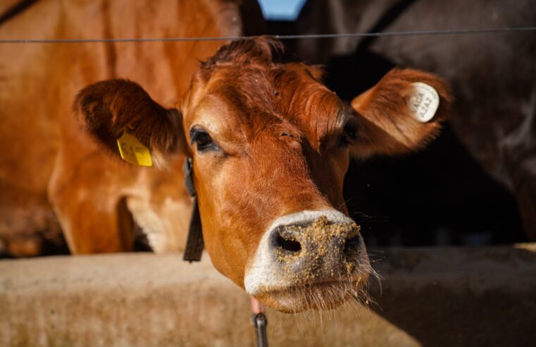 abate de fêmeas superou o de machos pela primeira vez