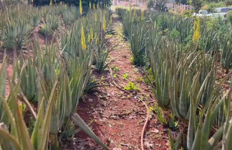 Babosa é matéria-prima para diferentes setores da indústria