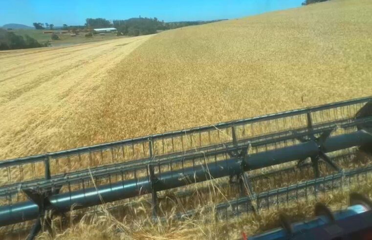 Produtores colhem safra de trigo no interior de SP
