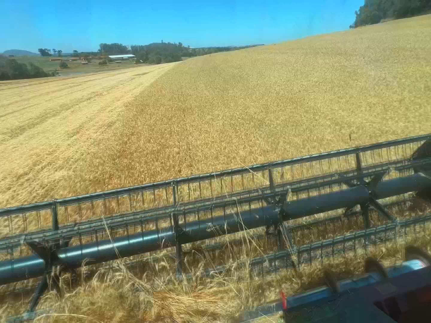 Produtores colhem safra de trigo no interior de SP
