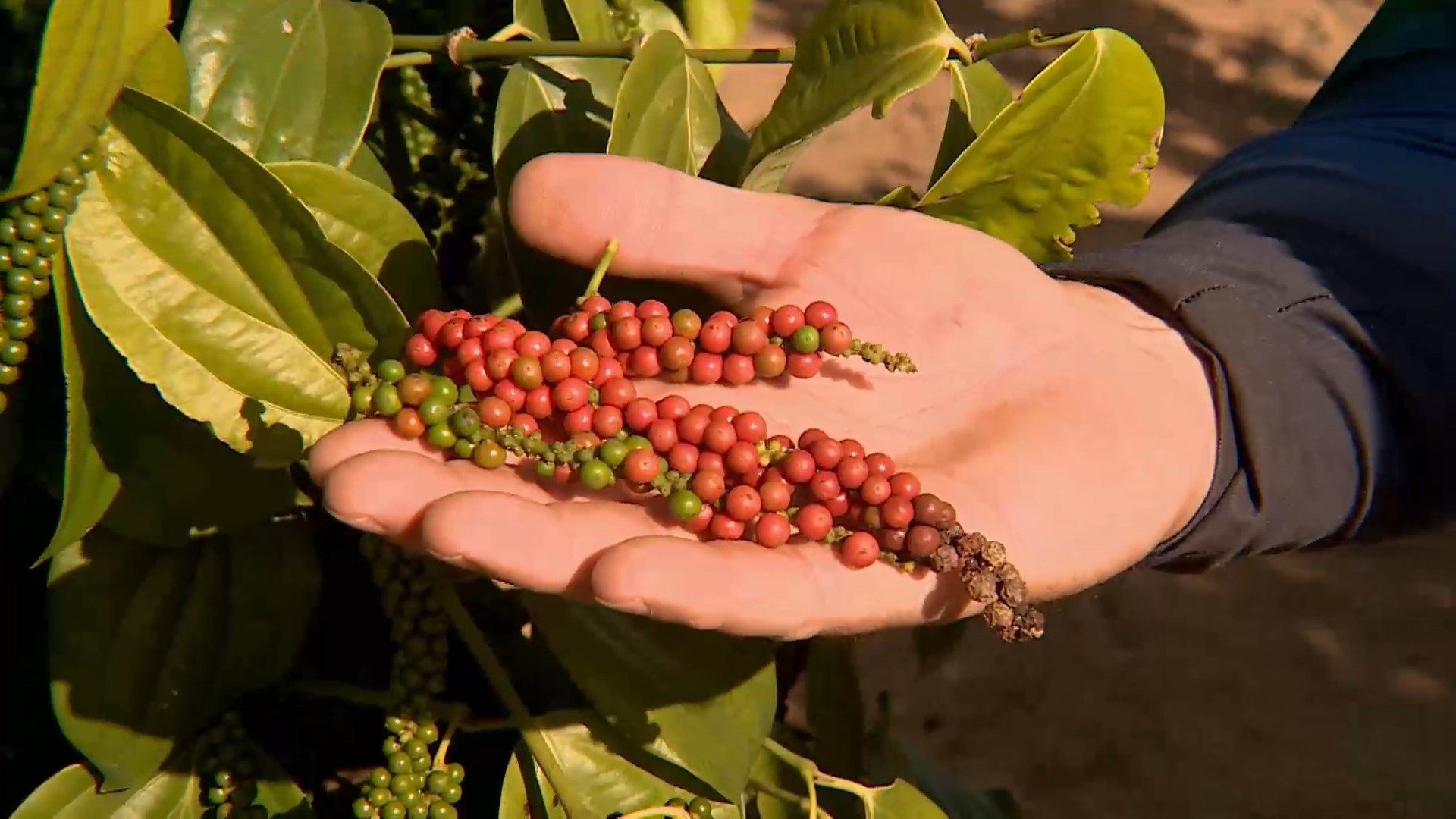 Brasil é potência na exportação de pimentas rosa e do-reino