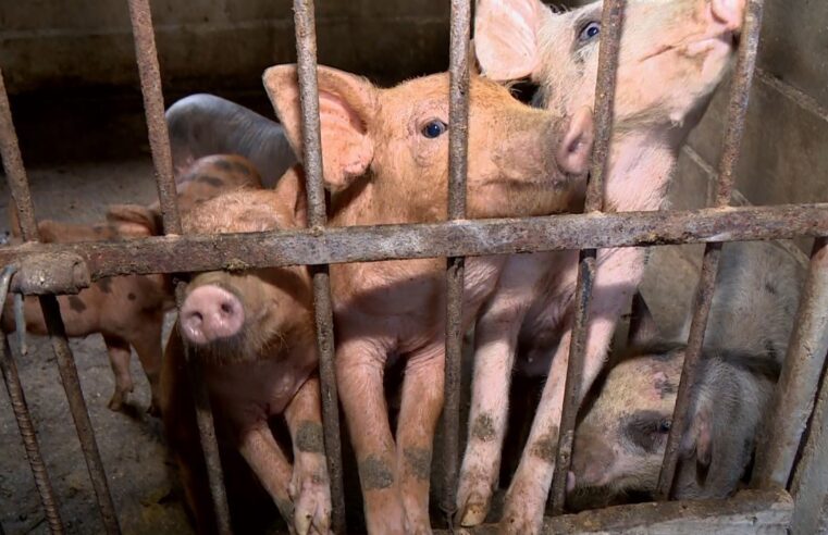 Curral sustentável: dejetos de animais se transformam em fertilizantes, energia e gás de cozinha no ES