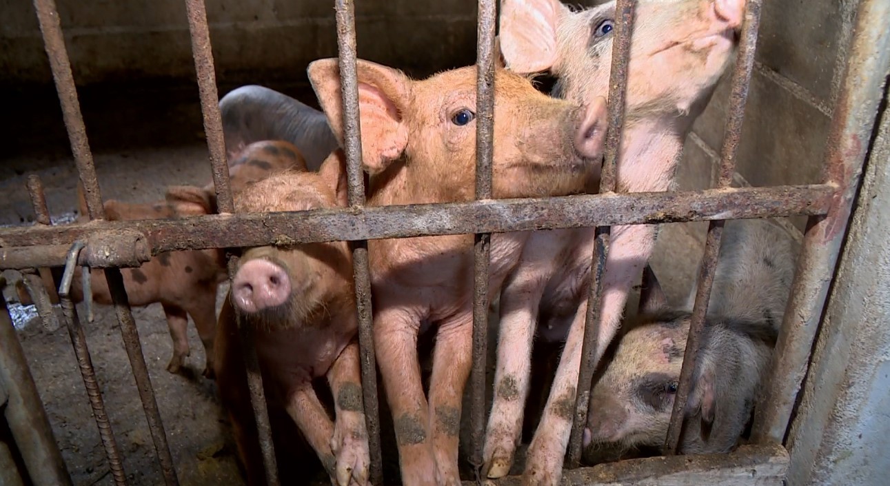 Curral sustentável: dejetos de animais se transformam em fertilizantes, energia e gás de cozinha no ES