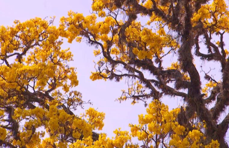 Florada dos ipês embeleza a zona rural