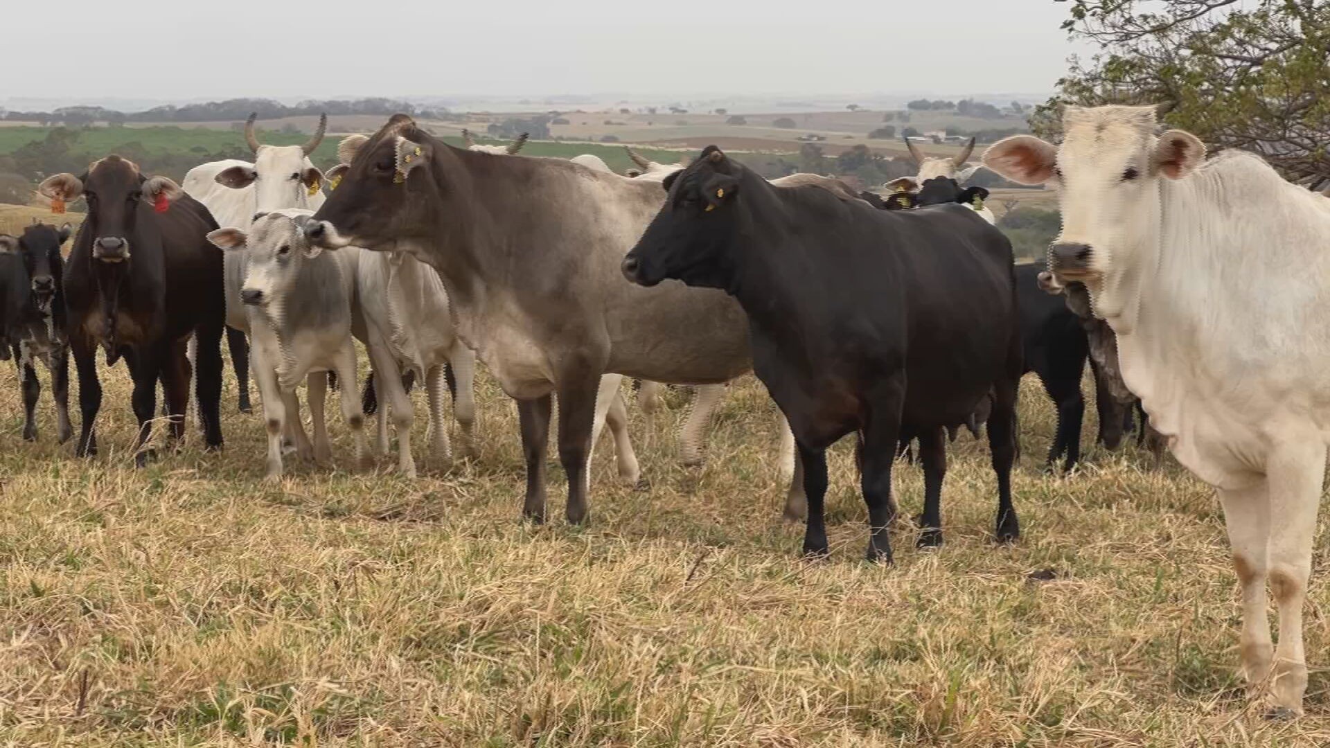 Plantas tóxicas podem colocar a boiada em risco