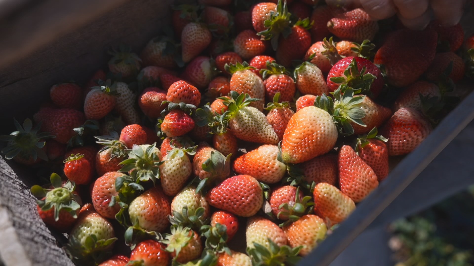 Morango está em pico de safra em Piedade