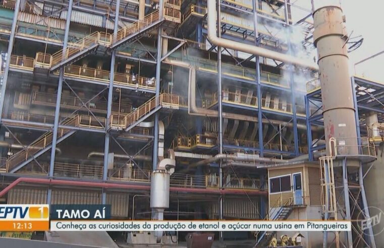 Açúcar cristal: entenda por que cotação alcança menor patamar em 4 safras no mercado de SP