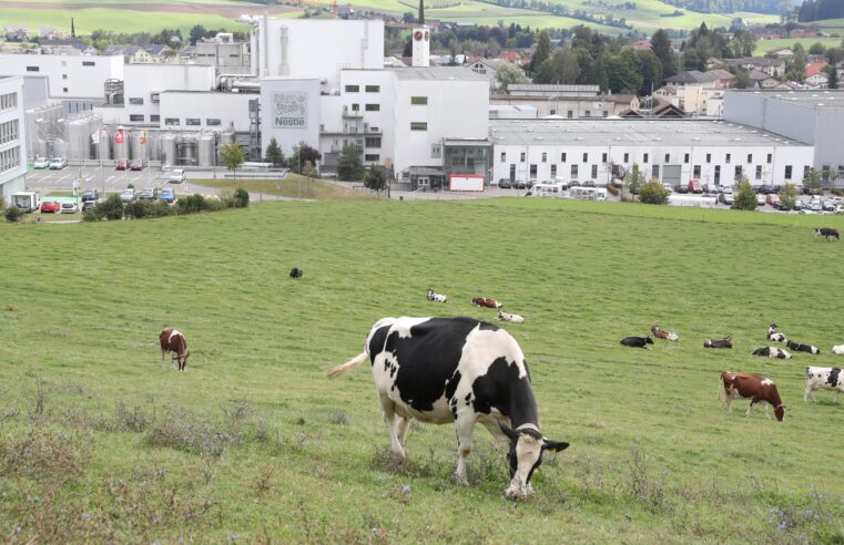 Nestlé abandona aliança global para reduzir emissões de gás metano na produção leiteira
