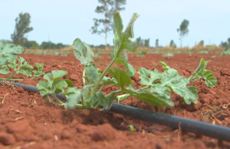 Oeste Paulista concentra centenas de assentamentos rurais