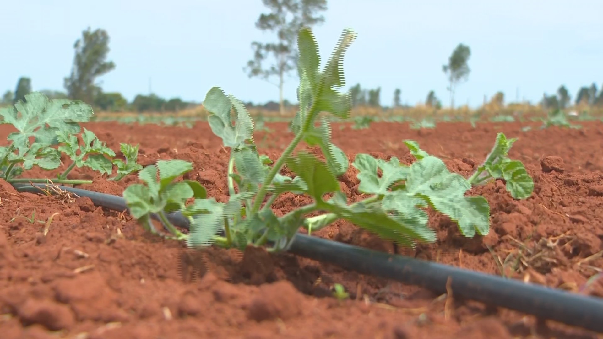 Oeste Paulista concentra centenas de assentamentos rurais