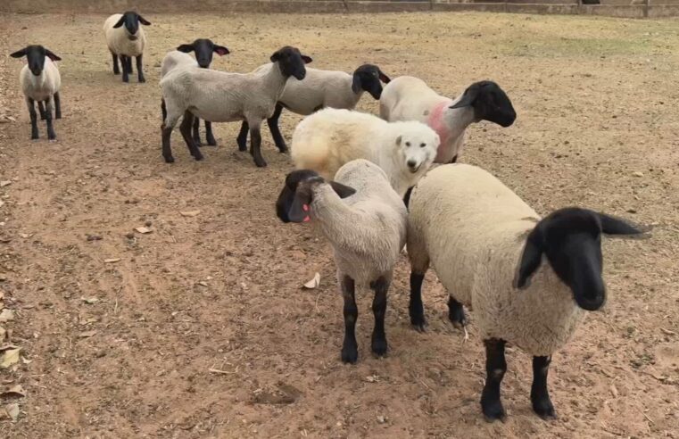 Tosquia de ovinos garante bem-estar em época de calor