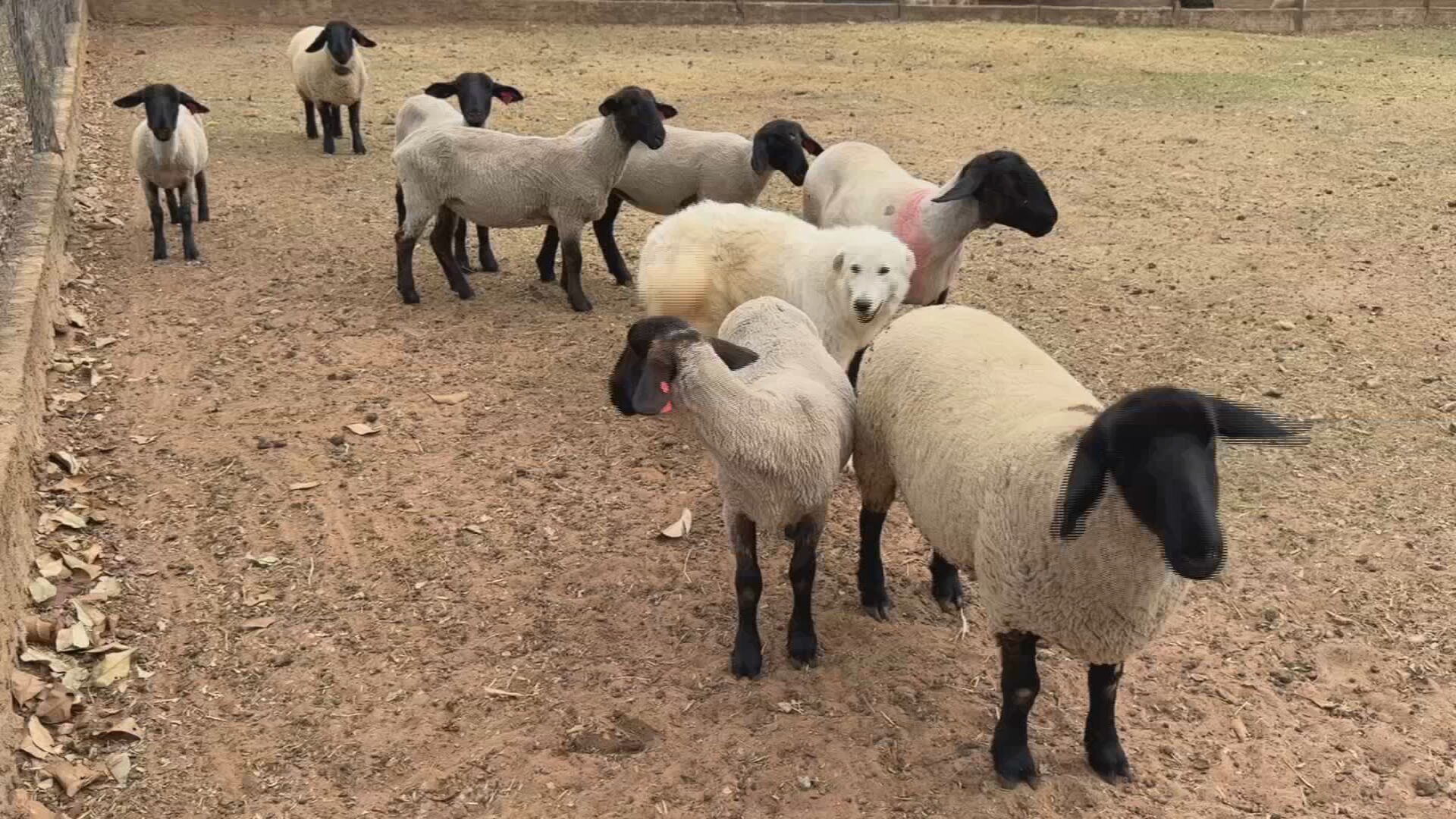 Tosquia de ovinos garante bem-estar em época de calor