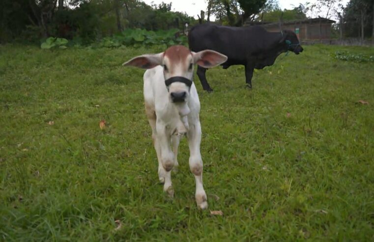Conheça Rafinha, o 1º bezerro brasileiro nascido de fertilização in vitro com ajuda de proteína de peixe
