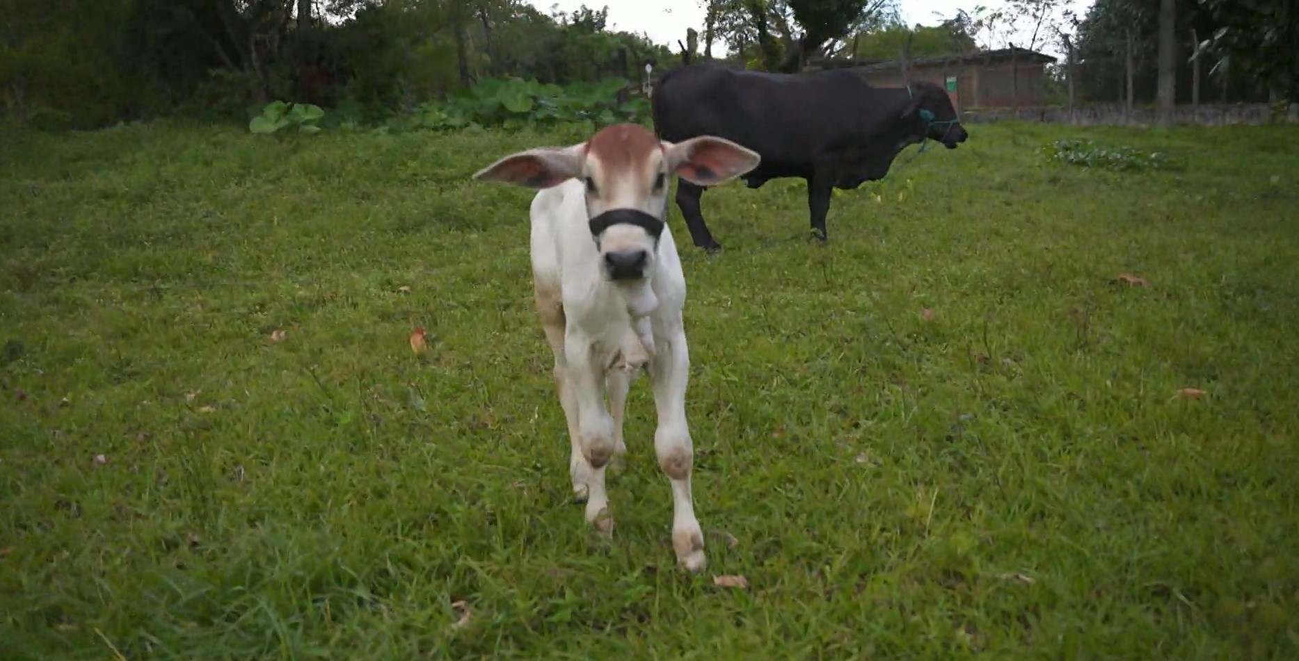 Conheça Rafinha, o 1º bezerro brasileiro nascido de fertilização in vitro com ajuda de proteína de peixe