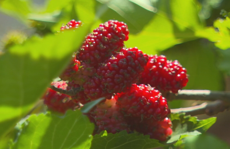 É época de colher amora no Oeste de SP