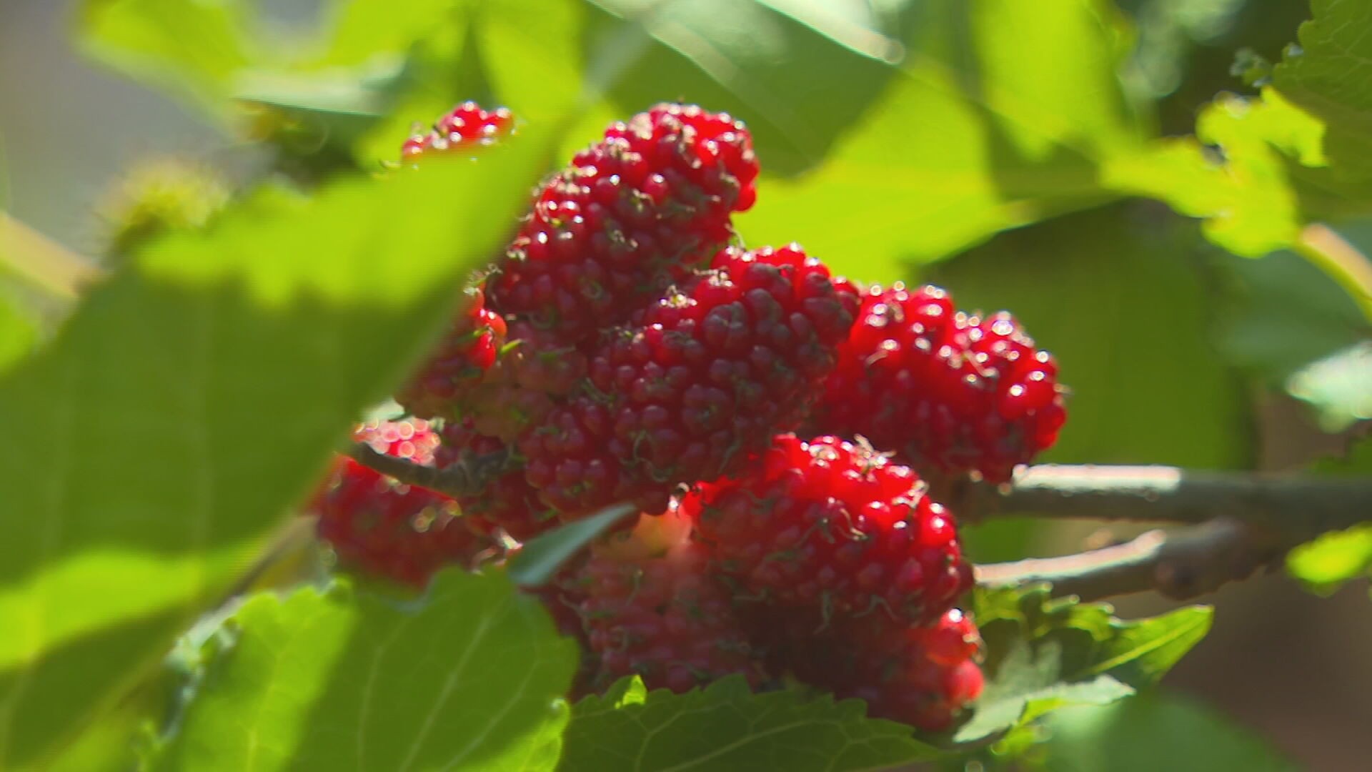 É época de colher amora no Oeste de SP
