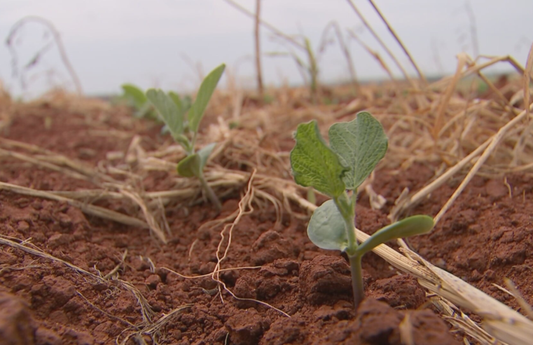 Estiagem atrapalha início do plantio da soja em SP