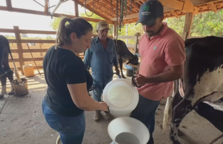 Os desafios dos pequenos produtores de leite para aumentar a lucratividade