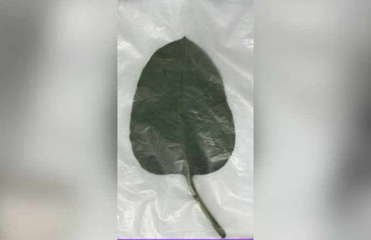 Folha mais fina, textura aveludada e cor: como diferenciar a 'falsa couve' da verdadeira