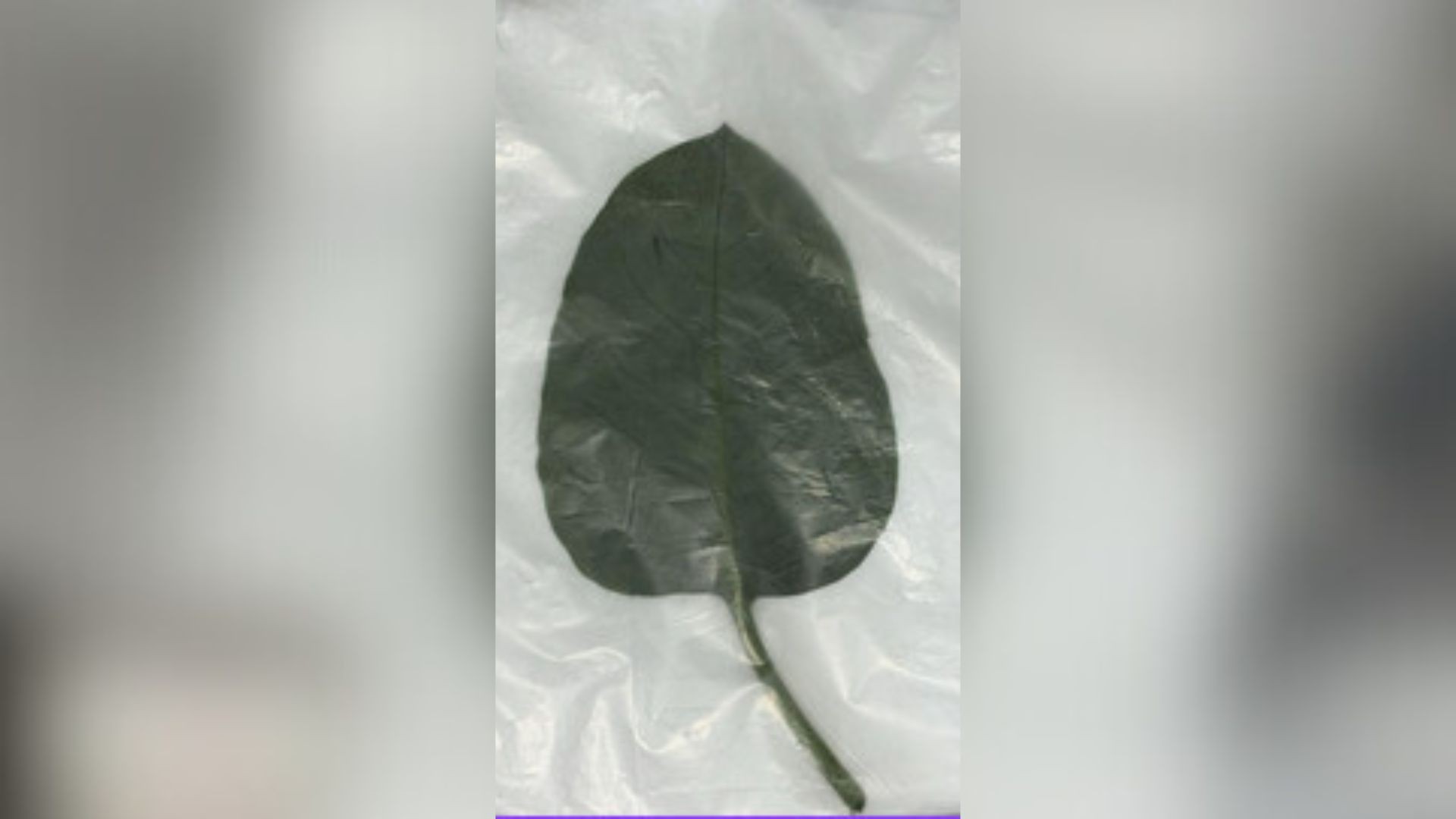 Folha mais fina, textura aveludada e cor: como diferenciar a 'falsa couve' da verdadeira