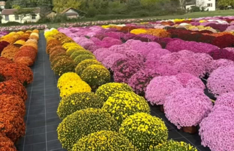 Propriedade de SP exporta milhões de mudas de flores