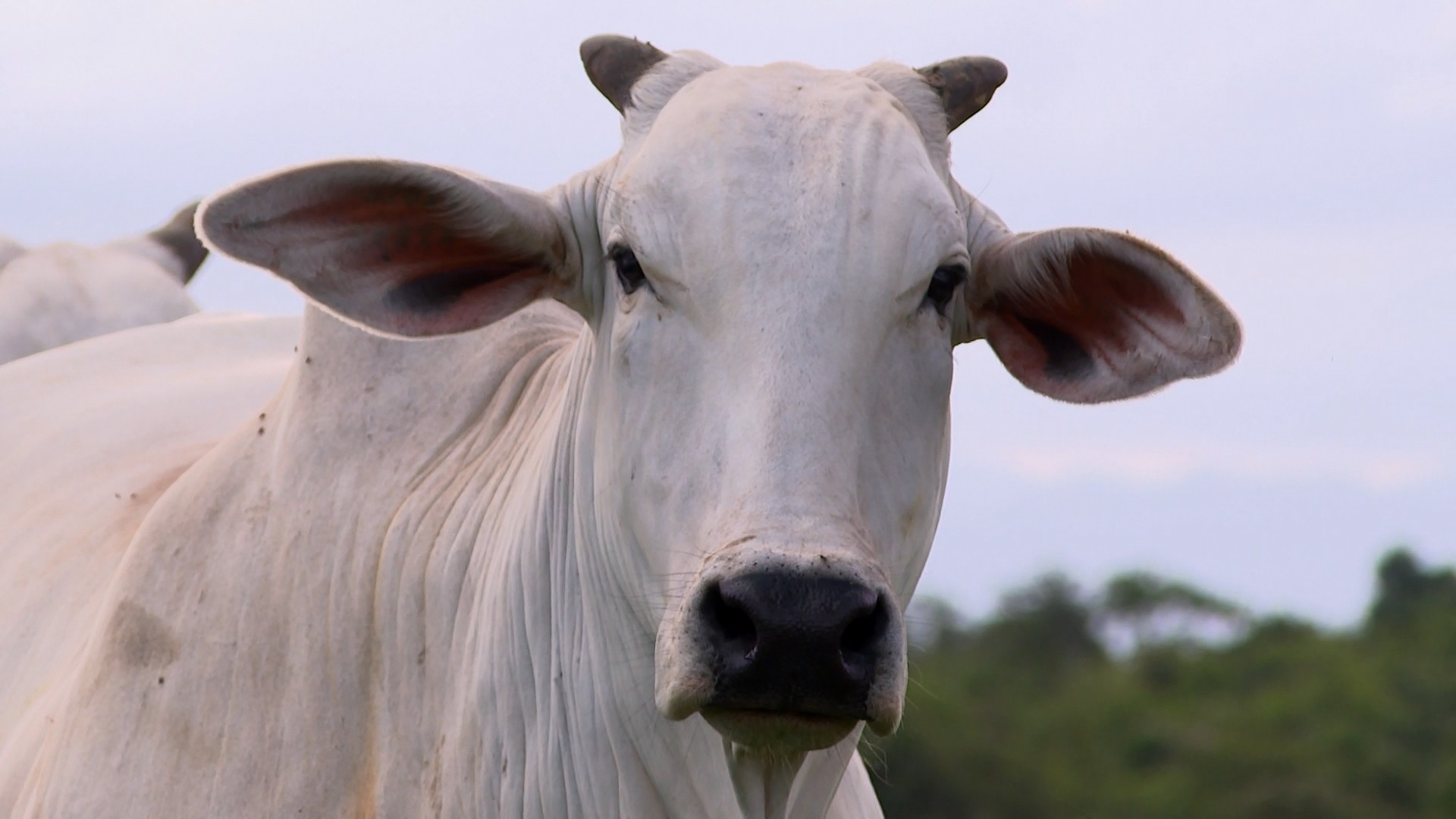 como é o padrão buscado por compradores mundiais no ES