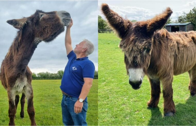 VÍDEO: burro mais alto e o mais ‘orelhudo’ do mundo entram para o Guinness 2026