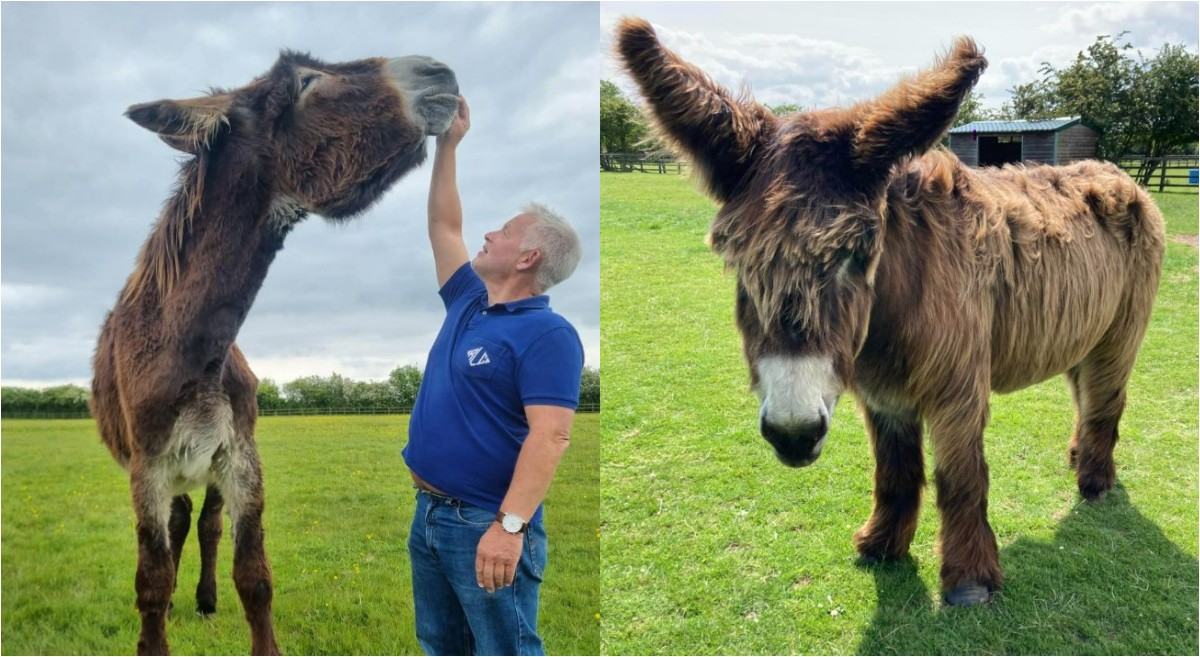 VÍDEO: burro mais alto e o mais ‘orelhudo’ do mundo entram para o Guinness 2026