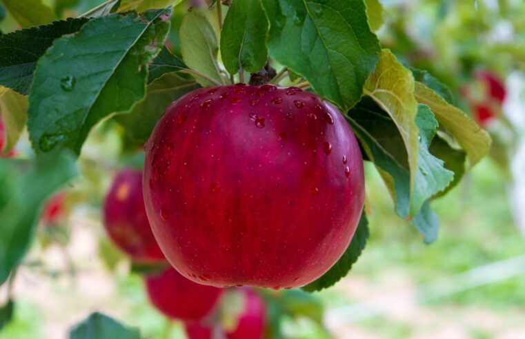 #NÃO É BEM ASSIM: Adesivos indicam se frutas são orgânicas, mas não apontam uso de cera para aumentar brilho