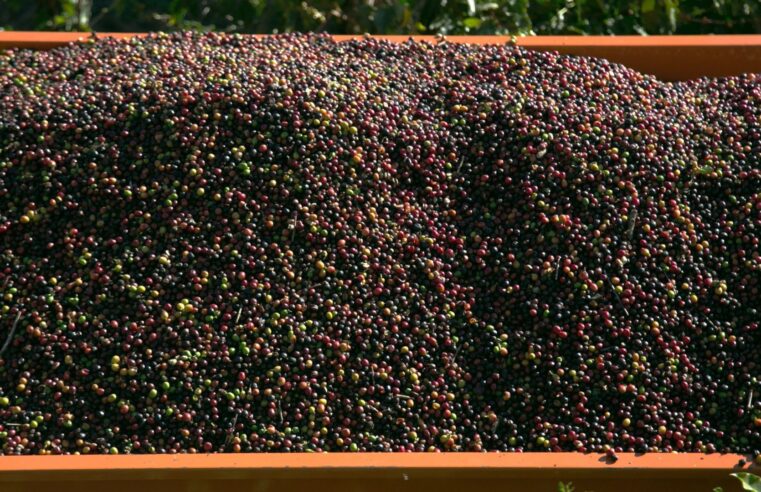 Depois de tarifaço, compras de café brasileiro pelos EUA caem pela metade em 1 ano
