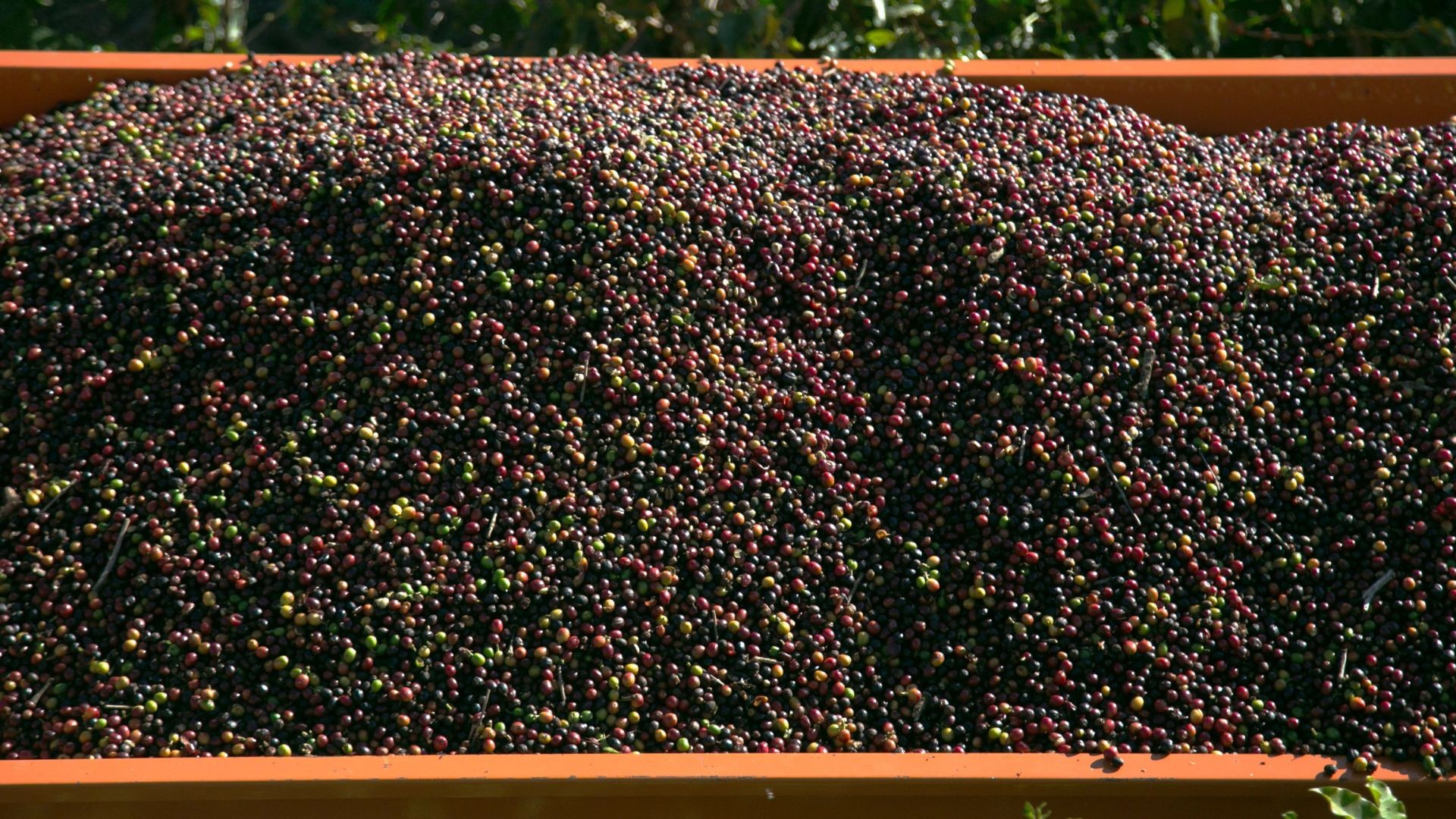 Depois de tarifaço, compras de café brasileiro pelos EUA caem pela metade em 1 ano