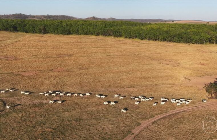 Conheça técnicas inovadoras que diminuem o impacto ambiental da produção de carne