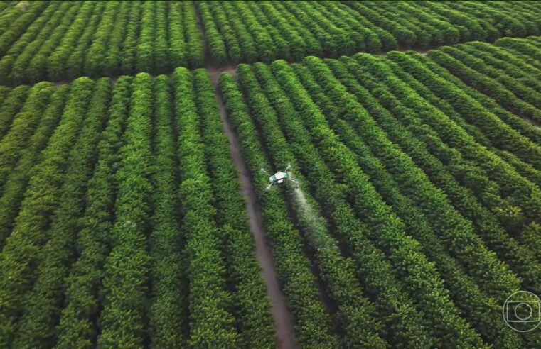 Diante das mudanças climáticas, pesquisa genética e tecnologia revolucionam plantio do café no Brasil